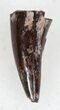 Eryops Tooth From Oklahoma - Giant Permian Amphibian #33543-1